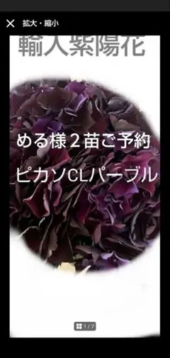 2025年最新】カシミール アジサイの人気アイテム - メルカリ