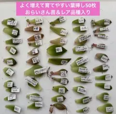 【メルカリ便】桜鬼つき　おらいさん　レア品種葉挿しセット　11点 メルカリ便】桜鬼つき おらいさんたくさん レア品種葉挿しセット 10点