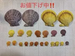 貝殻セット（紫・黄色・オレンジ）