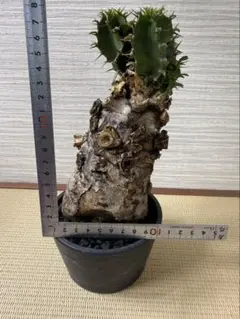 ムランジーナ個性派 塊根植物 珍奇植物 ゴツゴツ幹 トゲあり