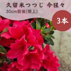 超メル市価格 飛竜の舞 飛龍の舞 久留米つつじ クルメツツジ 植木 日本 