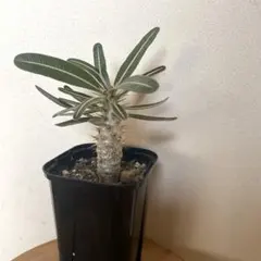 パキポディウムロスラーツム　メルカリ便　A パキポディウムロスラーツム メルカリ便 A