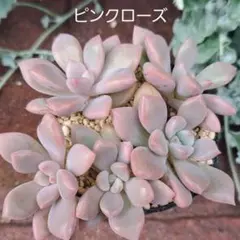 Type R様 リクエスト 2点 まとめ商品