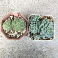 多肉植物　2種セット　ドンド　札落ち　抜き苗