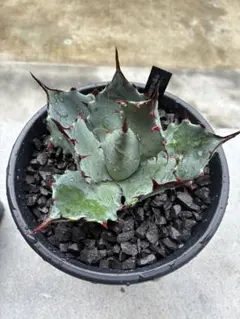 2025年最新】屈原の舞扇の人気アイテム - メルカリ