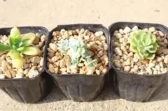 2025年最新】プロリフィカ錦の人気アイテム - メルカリ