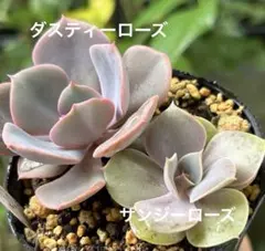 多肉✿ダスティーローズ　抜き苗　＆　ザンジーローズ　カット苗　❁⃘*.7.5cm鉢のサムネイル
