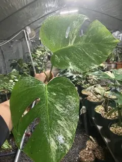 n*a様 特選大株‼️ボルシギアナ&デリシオーサミックスフルミント❣️トップ側‼ 2025年最新】ボルシギアナ ミントの人気アイテム - メルカリ