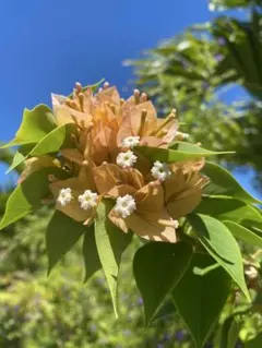 2025年最新】ブーゲンビレア苗木の人気アイテム - メルカリ