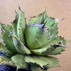 2025年最新】アガベ の人気アイテム - メルカリ