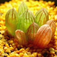 ま*る様 多肉植物　ハオルチア オブツーサ錦黄色斑　L-22