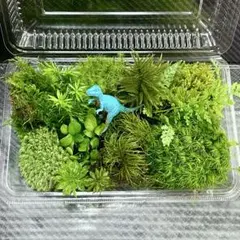 天然苔　こけ　植物詰め合わせ！ハイゴケ　シッポゴケ　ヒノキゴケ等 bのサムネイル