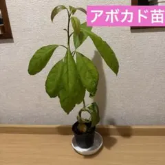高級アボカド苗　抜き苗1株