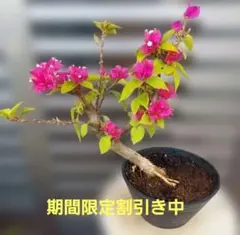 2025年最新】ブーゲンビリアの人気アイテム - メルカリ