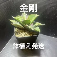 2026年最新】アガベ チタノタ 金剛の人気アイテム - メルカリ