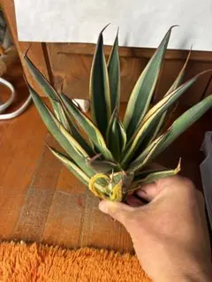 2026年最新】アガベ スノーグローの人気アイテム - メルカリ