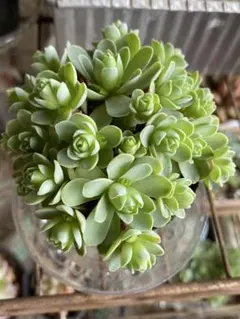 ドドランタリス 多肉植物