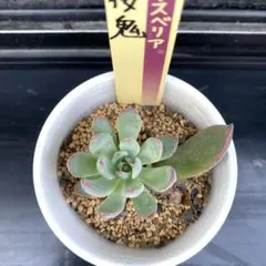 ヴィンテージレター札付きポットごとメルカリ便おらいさん苗ミックスベリア ヴィンテージレター札付きポットごとメルカリ便おらいさん苗