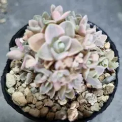 期間限定販売 子持ち蓮華錦 鏡花 オロスタキス 斑入り 抜き苗 多肉植物