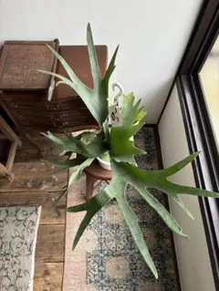 Izumiiiru様 リクエスト 2点 まとめ商品