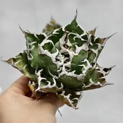アガベ チタノタ オアハカ 選抜実生株 活着【強鋸歯・子株付・t-plants産 Yahoo!オークション - 【極上】子株複数あり アガベ チタノタ