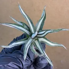2026年最新】大株 アガベの人気アイテム - メルカリ