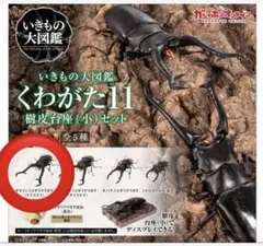 いきもの大図鑑くわがた11 ギラファノコギリクワガタ（ケイスケイ）