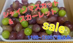 シャインマスカット & スカーレット 1100〜1200g　7