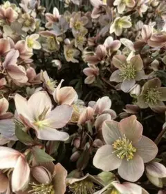 希少 クリスマスローズと季節のお花切り花ブーケ