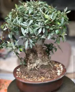 2026年最新】オリーブ 盆栽の人気アイテム - メルカリ
