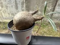 2025年最新】グラキリス 現地球の人気アイテム - メルカリ