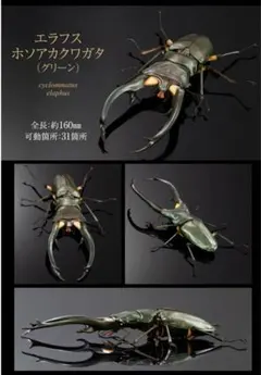 いきもの大図鑑アドバンス　クワガタ02 エラフスホソアカクワガタ　グリーン
