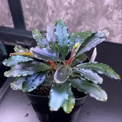 2025年最新】ブセファランドラspの人気アイテム - メルカリ