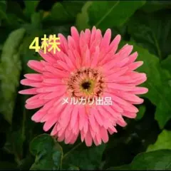 原種ガーベラタネ 20粒 - メルカリ