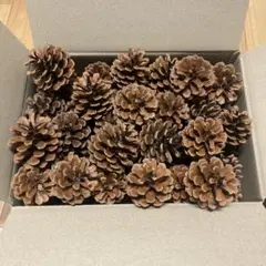 ハンドメイド　もぎ取り松ぼっくり30個〜