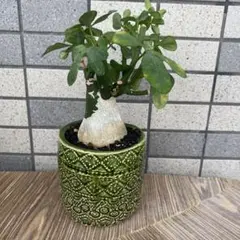 2025年最新】フルチコーサの人気アイテム - メルカリ