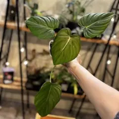 と*も様 38 本日の1000円出品　フィロデンドロン　マクドウェル