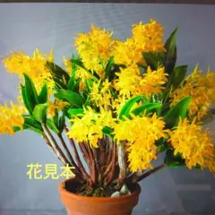 デンドロビューム　ギリストンゴールド*ナタリー*のサムネイル