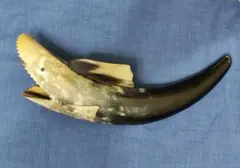 水牛の角 魚型 オブジェ サメ 飾り物 置物 アンティーク 骨董 インテリアのサムネイル