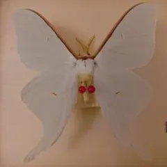 2026年最新】オオミズアオ 標本の人気アイテム - メルカリ