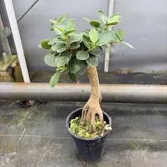 ガジュマル 昇龍仕立 プラスチック鉢 観葉植物 - メルカリ