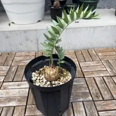 ゆ*ぅ様 エンセファラルトス ホリダスのサムネイル