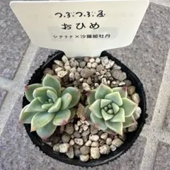 多肉植物　つぶつぶ屋　おひめ　カット苗