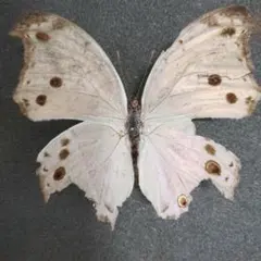 2025年最新】標本の人気アイテム - メルカリ