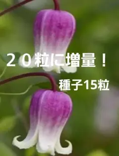 2025年最新】壺型クレマチスの人気アイテム - メルカリ