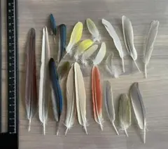 鳥ノ羽根