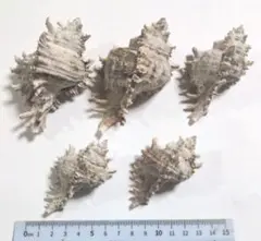 オニサザエ 貝殻5個セット