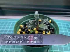 も*ぜ様 ブセファランドラ spクダガン2株セット丸葉系② - メルカリ