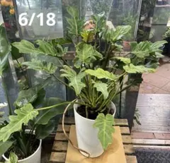 現品】大型 観葉植物 クッカバラ 8号 M8番 - メルカリ