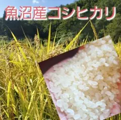 ◆魚沼産コシヒカリ◆ 5kg 精米のサムネイル